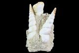 Fossil Gastropod (Haustator) Cluster - Damery, France #74517-1